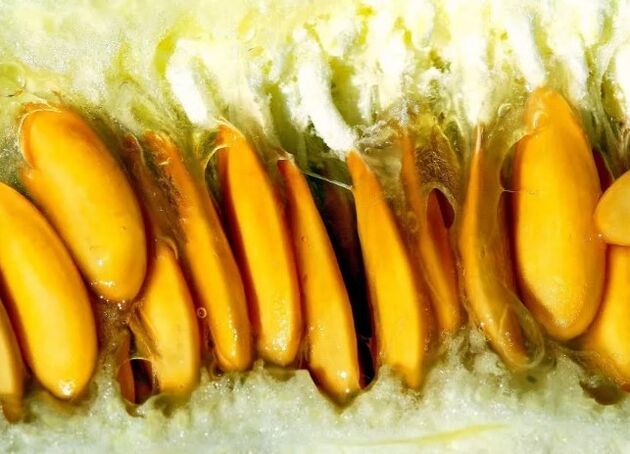 Melon seeds